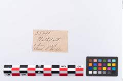 Etikett zu Bronzerippenkopfnadel (NHMW-PRAE-035771)